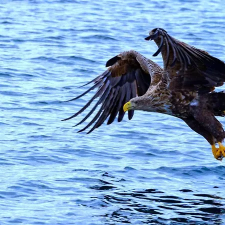 Rorbu 2 Breitinden - Ure Lofoten Appartamento *